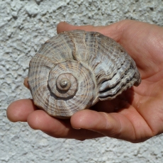La grossa conchiglia trovata al Delta del Po -Stramonita, un Gasteropode del genere Murex - Delta del Po