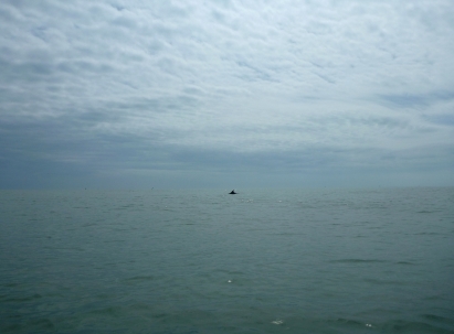 A pochi metri da noi, una pinna di delfino sorge dal mare al largo di Scanno Boa.