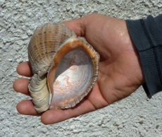 La grossa conchiglia trovata al Delta del Po - Stramonita, un Gasteropode del genere Murex - Delta del Po