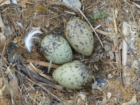 Uova sul uovo scanno tra la Sacca di  Scardovari e la Sacca della Bottonera