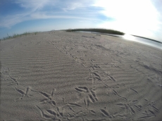 impronte di uccelli marini sulla sabbia del Bonello Bacucco